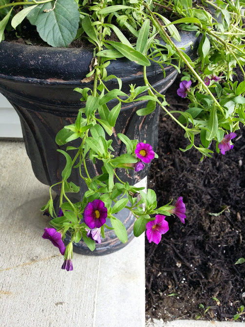 calibrachoa